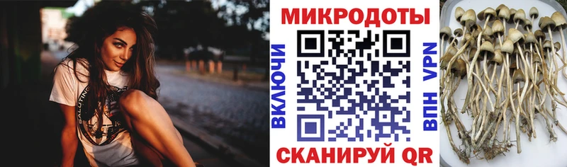 Купить где  Пучеж  Галлюциногенные грибы мицелий 